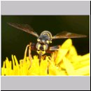 Conops flavipes - Dickkopffliege m11a.jpg